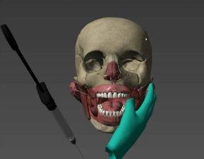 人体模型最新爆料视频,科技与艺术的完美融合 第2张 人体模型最新爆料视频,科技与艺术的完美融合 第2张